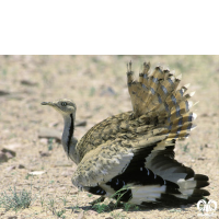 گونه هوبره Macqueenii Bustard